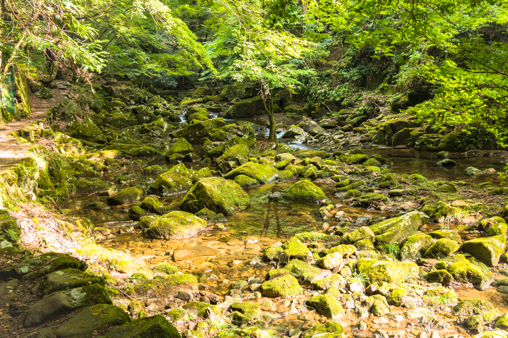 苔の渓谷（赤目四十八滝より）