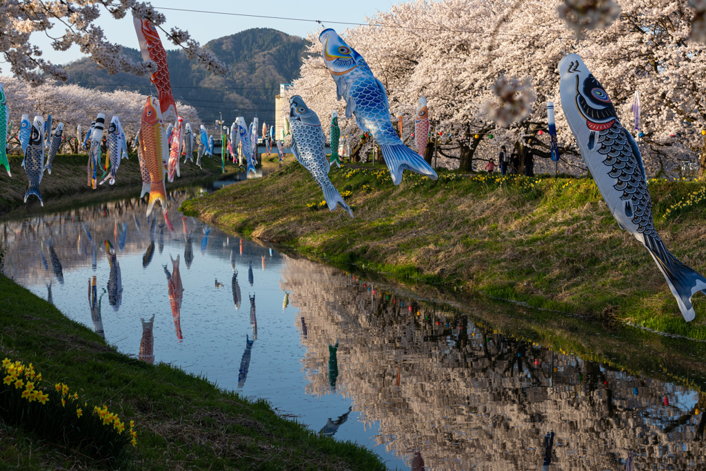 一足早い鯉のぼり