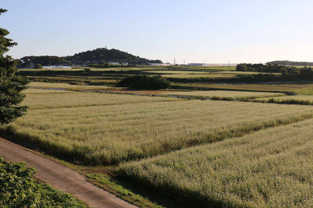三国町の田園風景２
