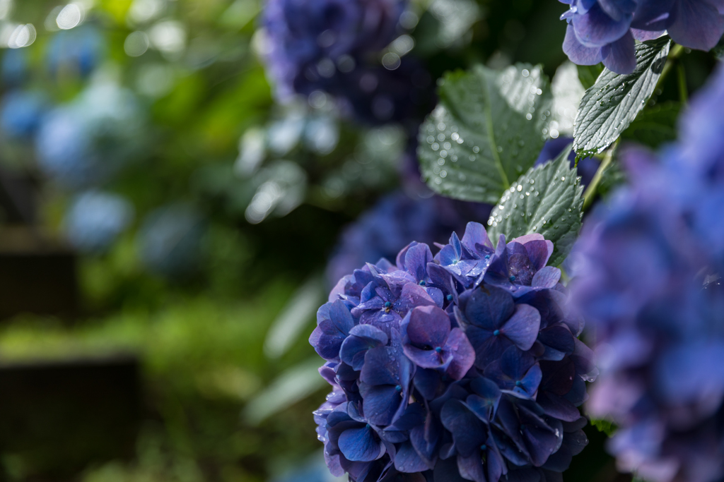 雨の紫陽花