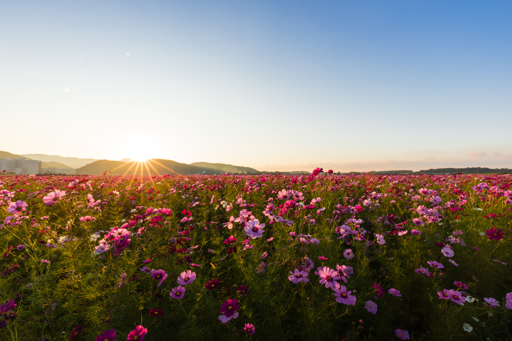 コスモス広苑の夕日