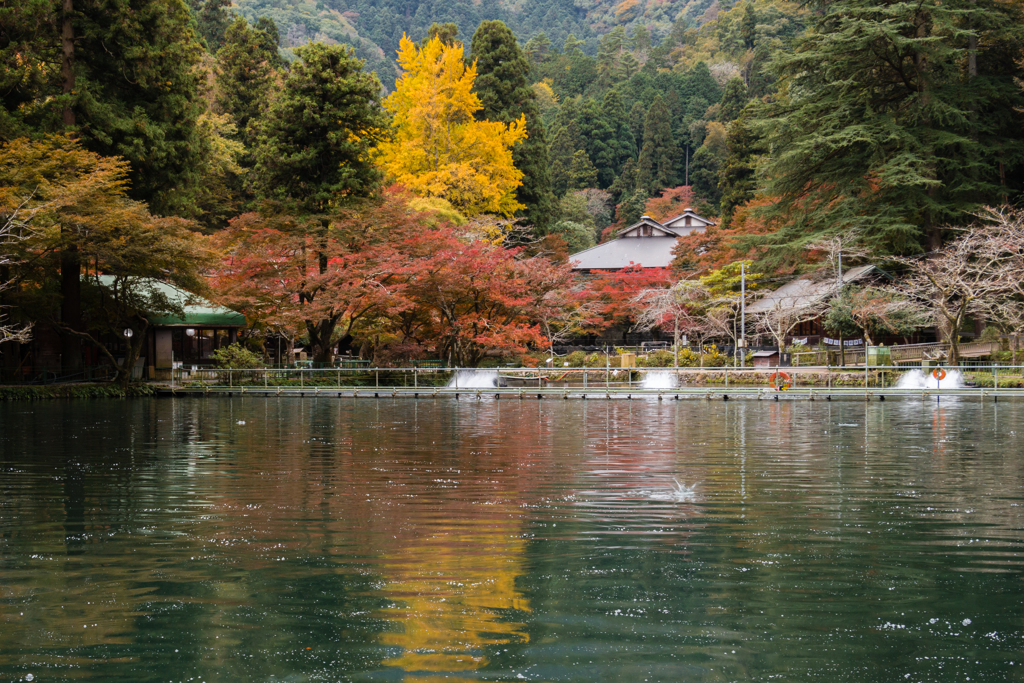 だまされた紅葉名所