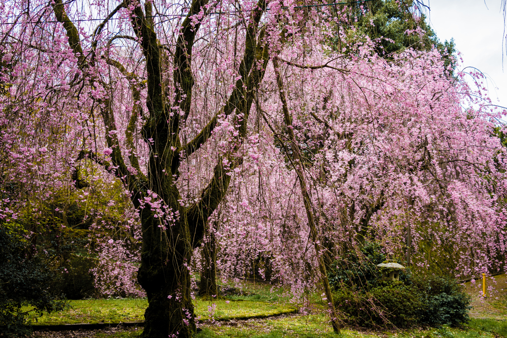 臨峰苑のしだれ桜