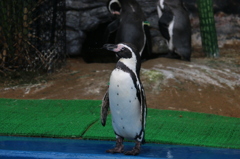 ペンギンさん、威嚇の後は唾を飛ばす（越前松島水族館より）