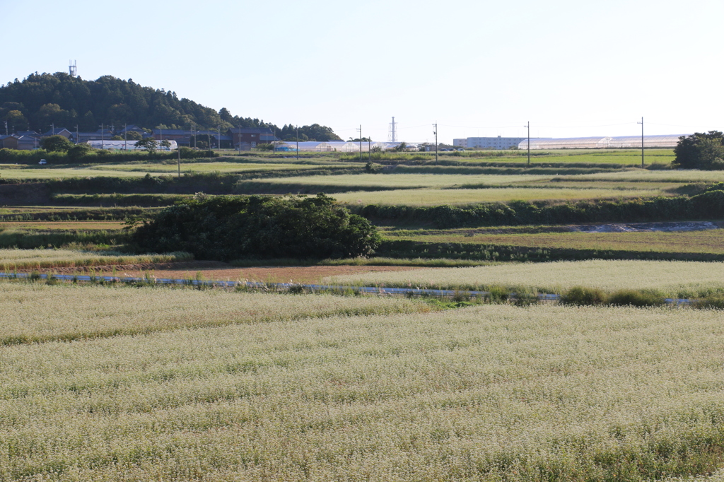 三国町の田園風景３