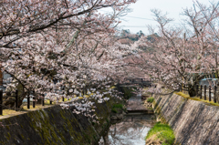 熊坂川河畔の桜１