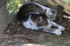 猫寺（御誕生寺）～木陰で眠るニャンコ～