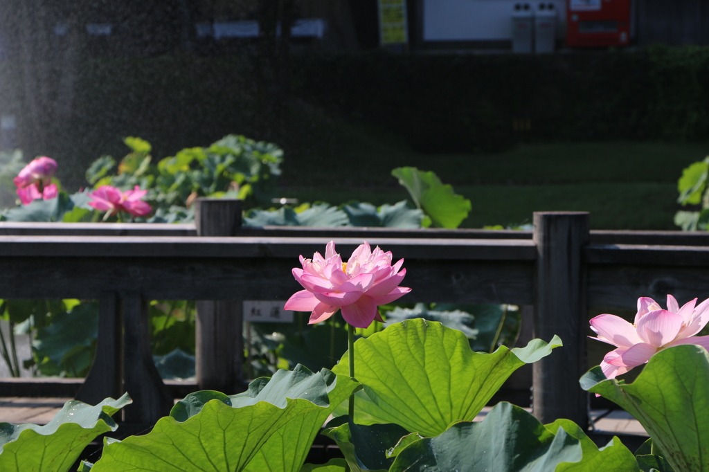 芍薬蓮と観賞用の橋（花はす公園３回目より）