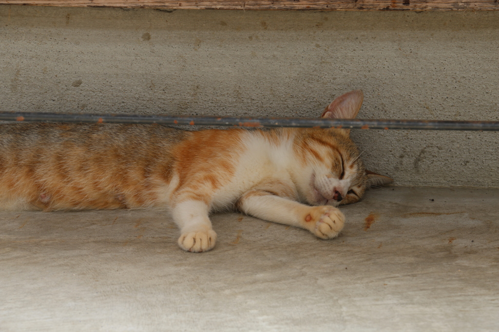 猫寺 御誕生寺 縁の下で眠るニャンコ By おにころん Id 写真共有サイト Photohito