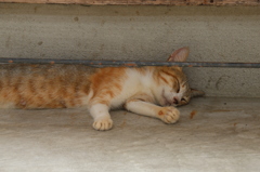猫寺（御誕生寺）～縁の下で眠るニャンコ～