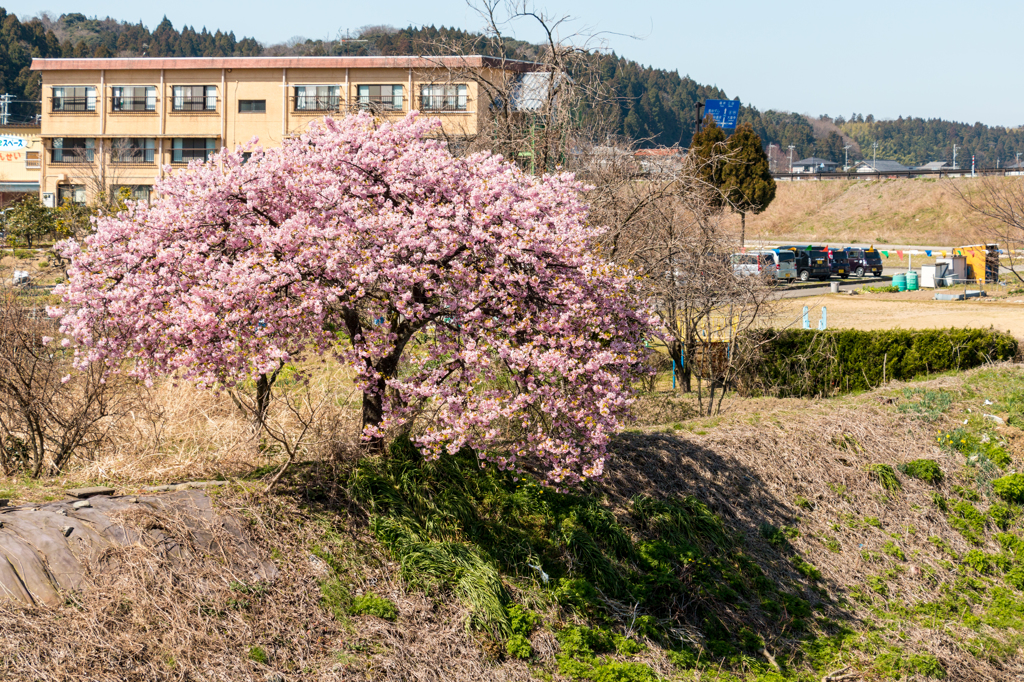 河南大橋の一本河津桜その７