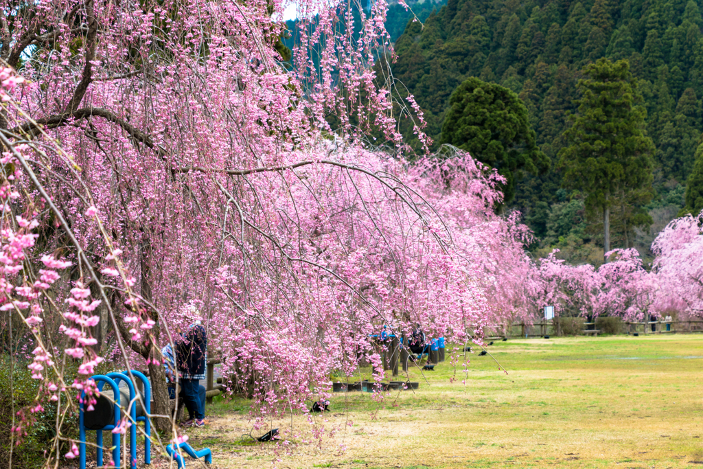 しだれ桜のたけくらべ広場その５