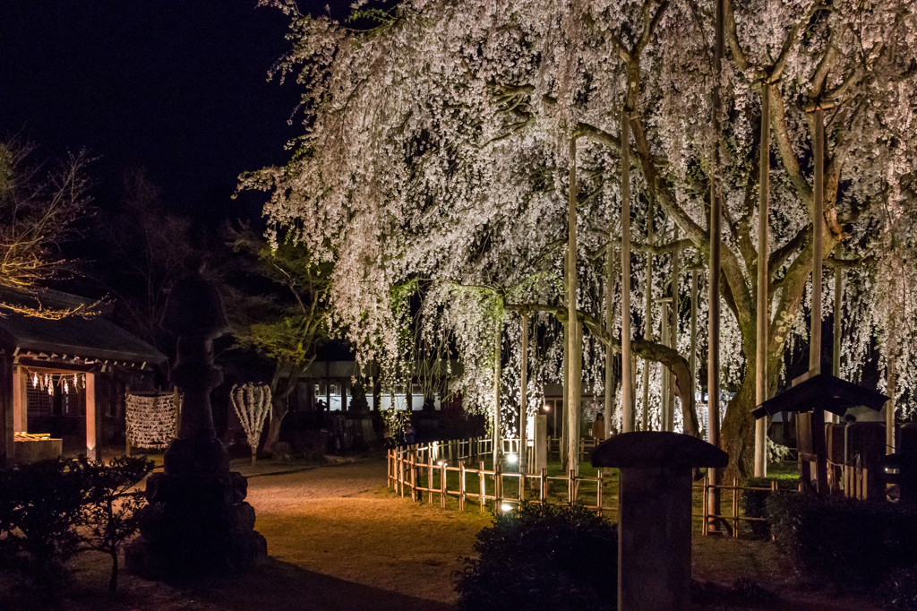 足羽神社のしだれ桜その２（2016福井の夜桜シリーズ）