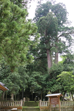菅谷八幡神社の三又大杉