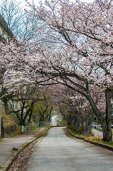 大堰宮の桜
