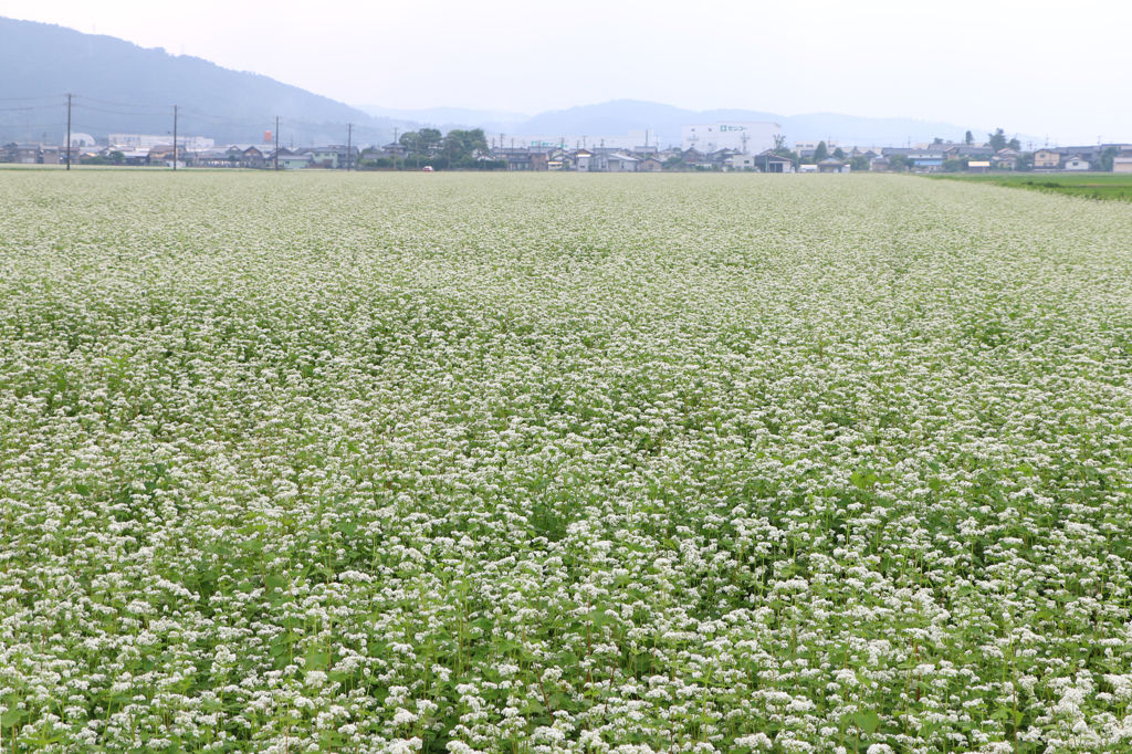 あわらの夏そば畑