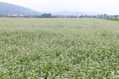 あわらの夏そば畑