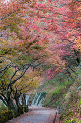 祈りの道の紅葉１（西山公園より）