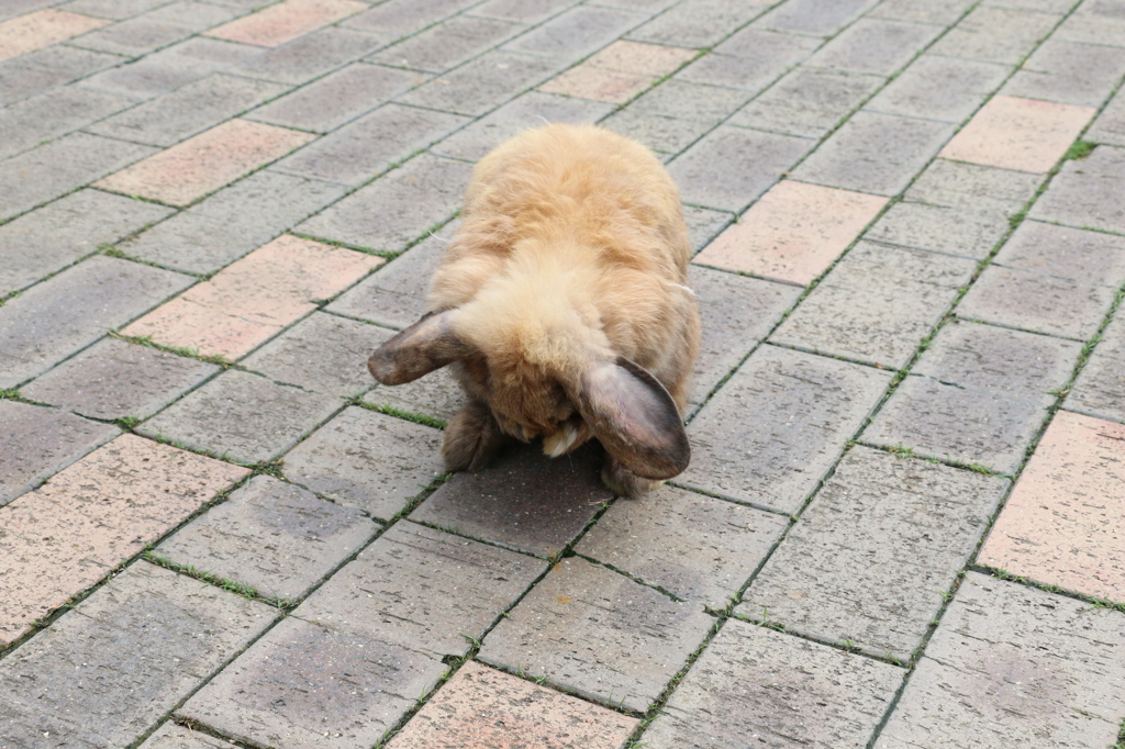 組写真２ 礼！（月うさぎの里より）