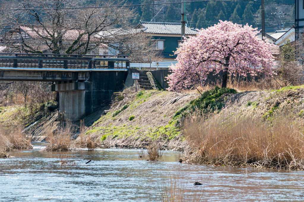 河南大橋の一本河津桜その５