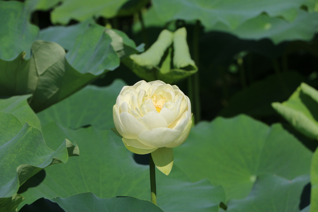 月の兎が咲いていたその２（花はす公園３回目より）