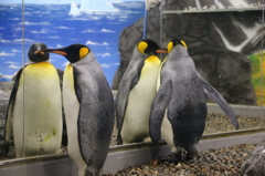 ペンギンさん、鏡の中の自分を見つめて（越前松島水族館より）