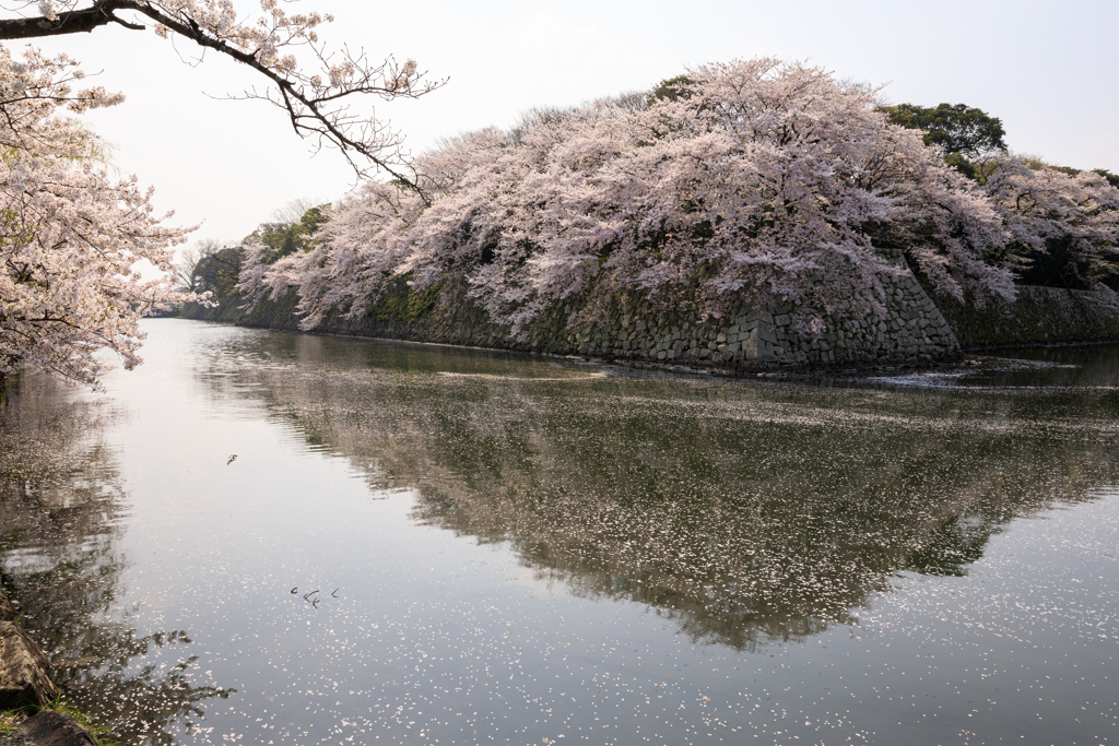 散り始めたこぼれ桜が作る風景