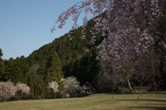 竹田の谷のしだれ桜