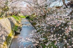 熊坂川河畔の桜２