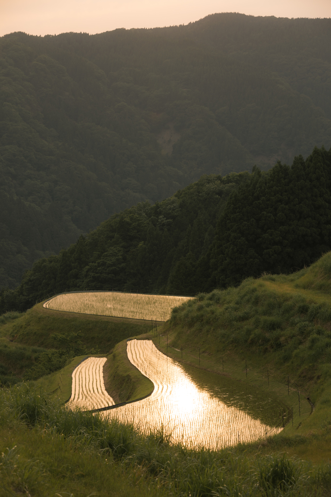 西ヶ岡の棚田は今