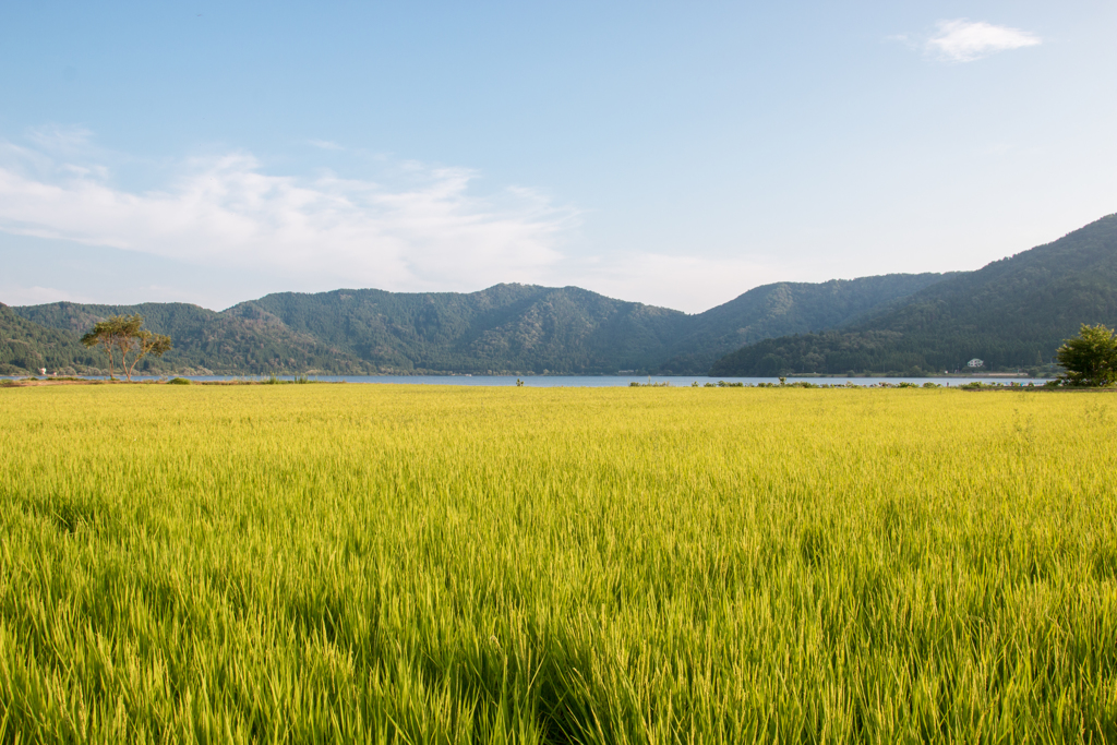 田んぼと余呉湖（８月の余呉湖より）