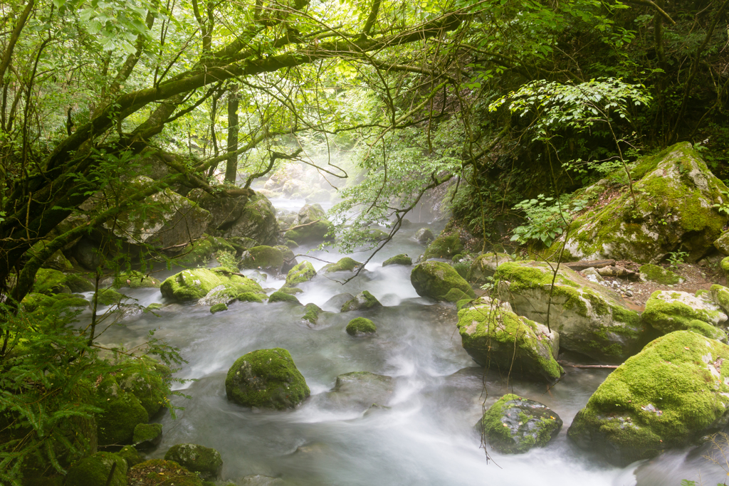 霧立つ川面３（河内の風穴より）