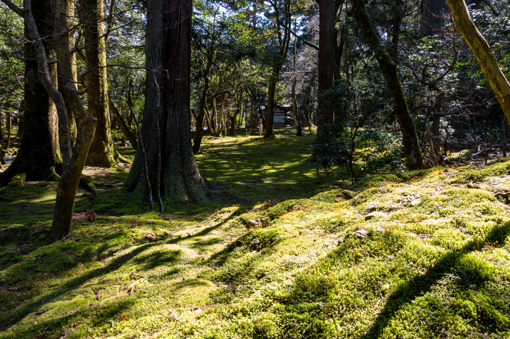 苔の庭園２（那谷寺より）