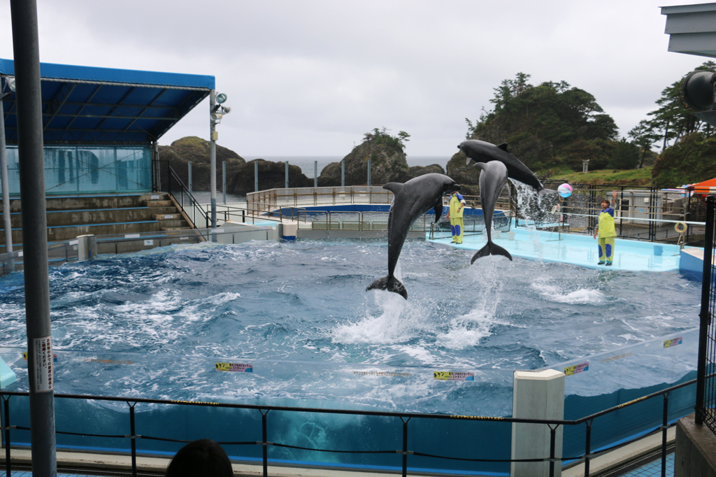 人まばらなイルカショー（越前松島水族館より）