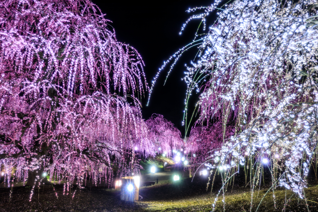 紅と白の幻影