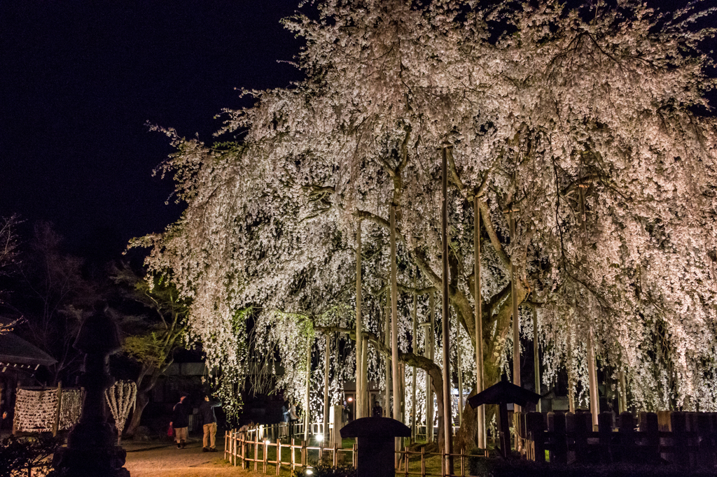 足羽神社のしだれ桜その１（2016福井の夜桜シリーズ）