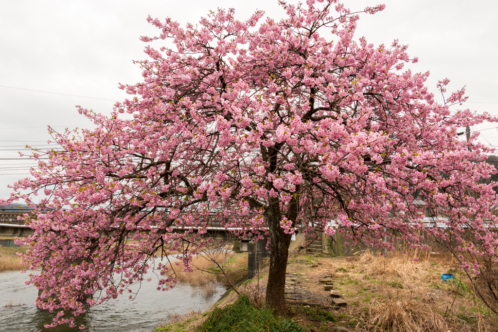 河南大橋の一本河津桜その１