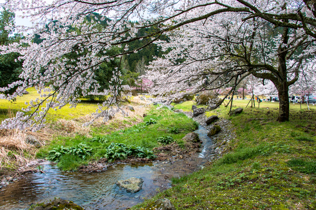 しだれ桜のたけくらべ広場その６