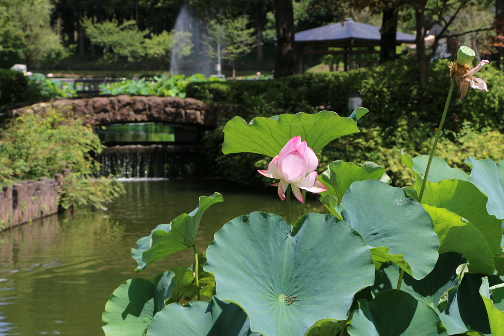 半咲きのネール蓮と噴水（花はす公園２回目より）