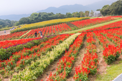 ８月曇天のあわじ花さじき３（淡路島観光より）