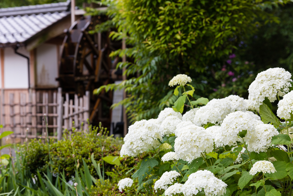 白いアジサイと水車小屋のある風景