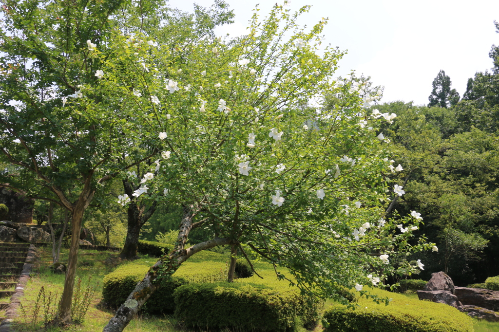 味真野苑－比翼の丘のムクゲ