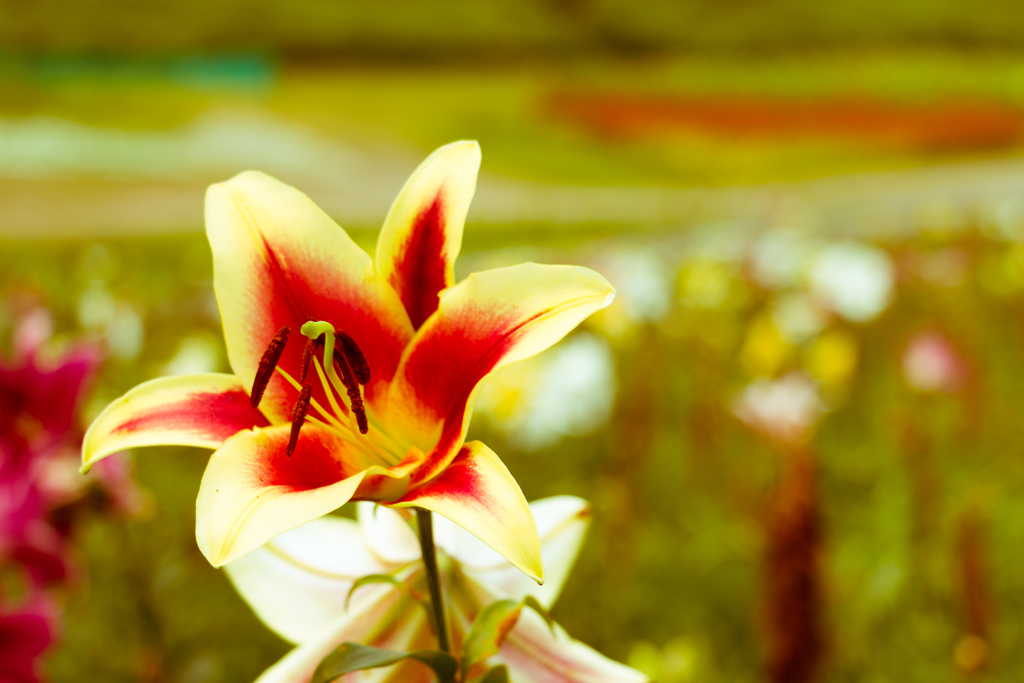 まだユリの花が咲いていた１（湖西・高島市めぐりより）