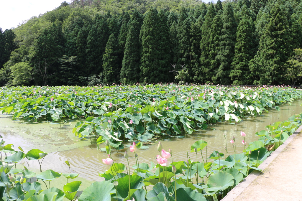 観賞池で一番色付いていた一角（花はす公園より）