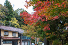 道端の紅葉１（こおろぎ橋と無限庵）