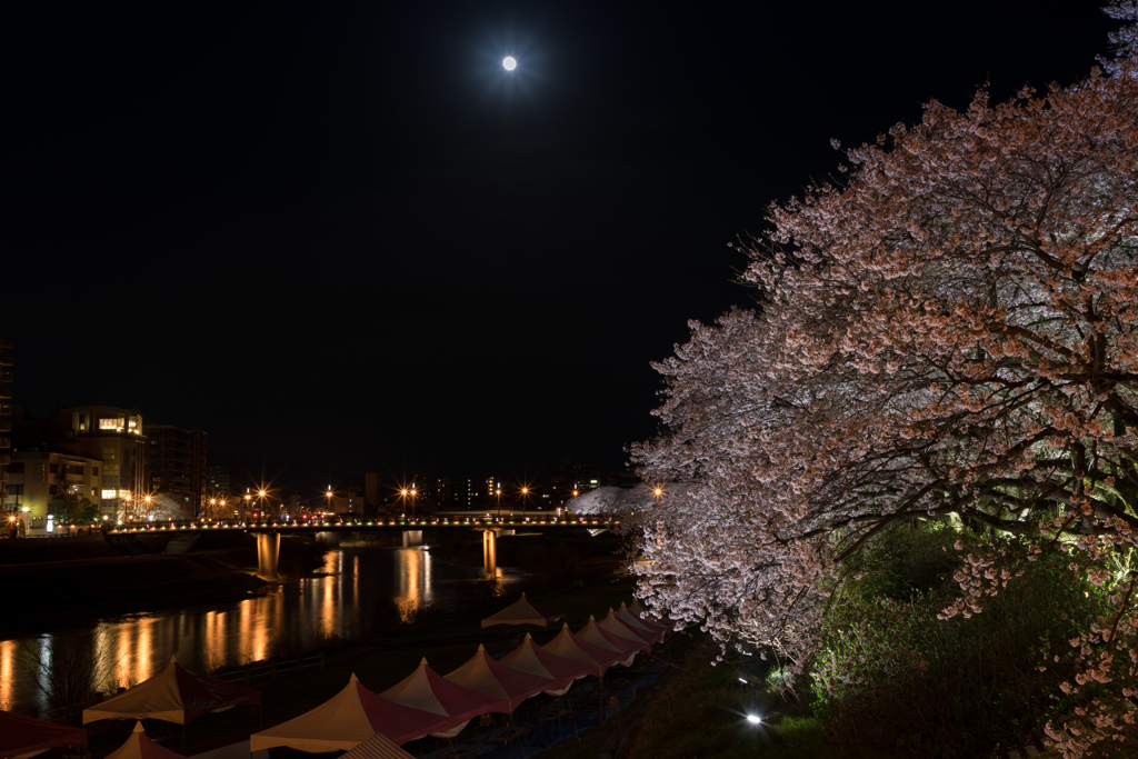 月夜の桜