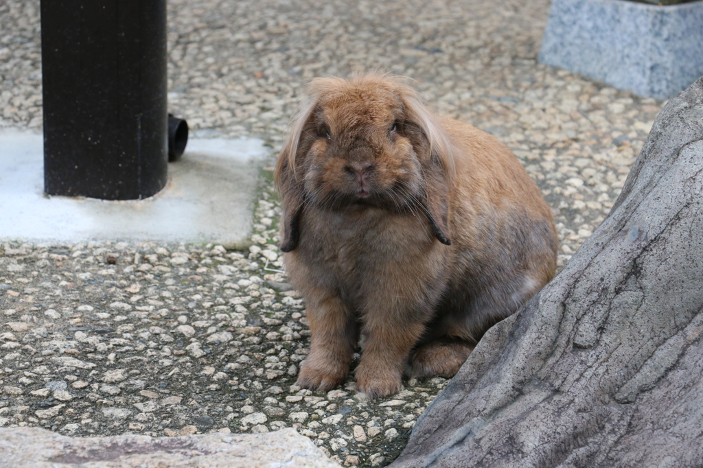 ダッシュしてくる３秒前（月うさぎの里より）