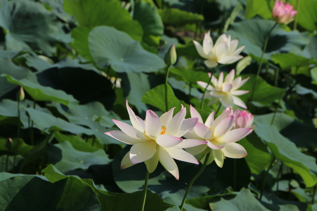 Ｓ字カーブに咲く小三色（花はす公園３回目より）