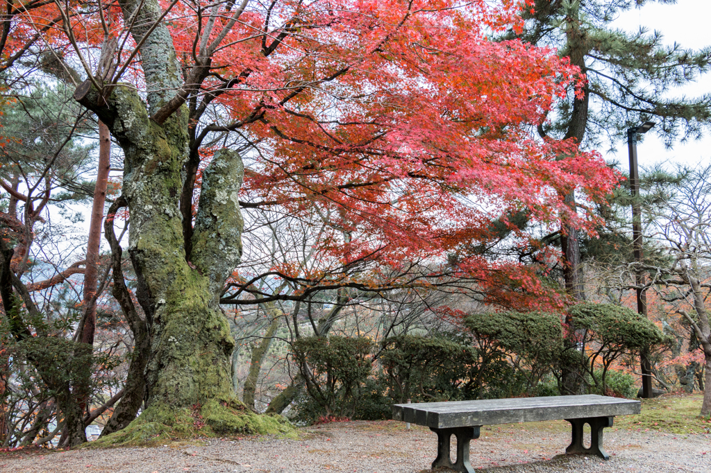 長椅子と紅葉（西山公園より）
