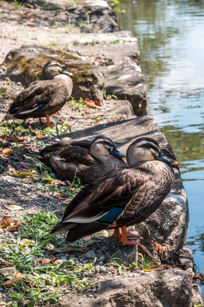 お堀の鳥たち１(金亀公園より）